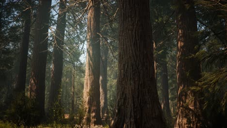 Sonnenuntergang-Am-Giant-Forest,-Sequoia-Nationalpark,-Kalifornien